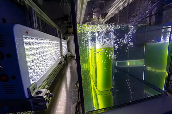 Algae Fuels